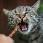 Λιχουδιά Γάτας Akinu Stickies για Γάτες Γαλοπούλα και Συκώτι 30gr (6τμχ X 5gr) - Image 3